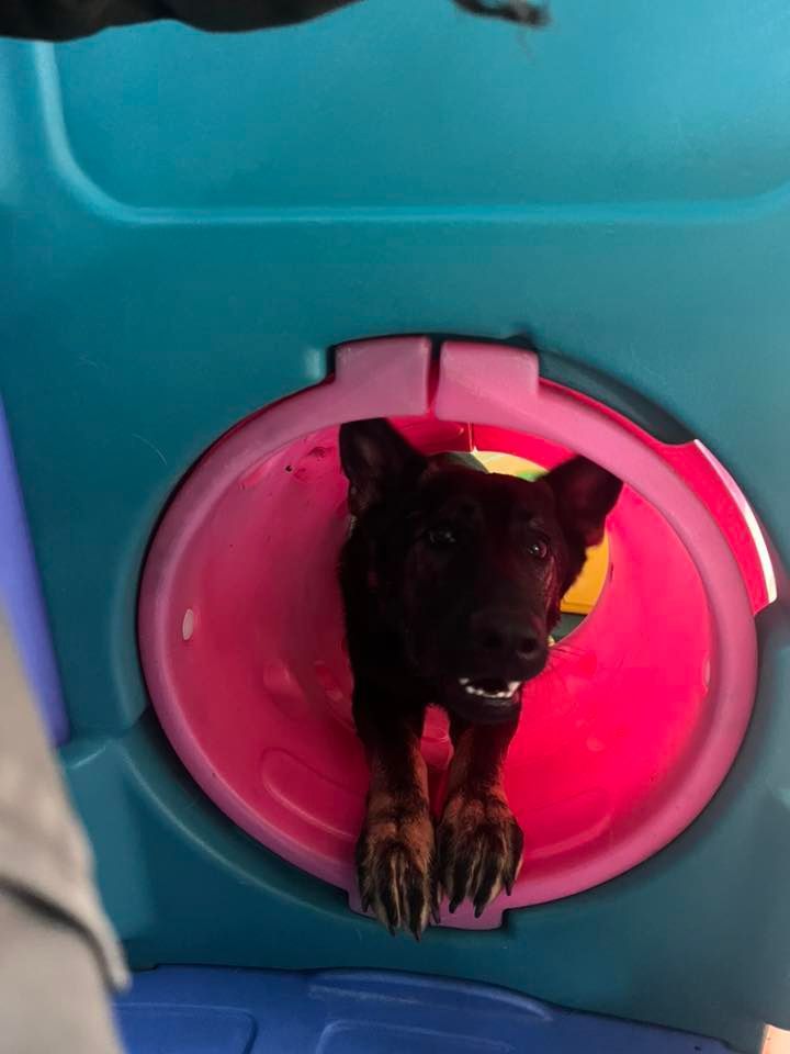 Dog peeking through a pink and blue playhouse opening.