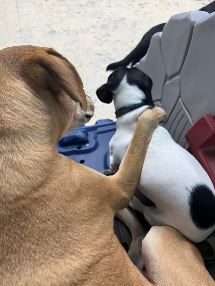 Brown dog with arm around a small black and white dog. Dogs are near a blue and red plastic structure.