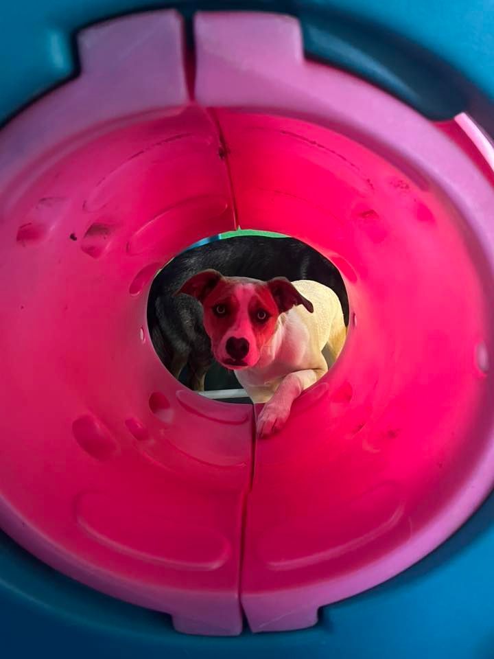Dog looking through a pink tunnel, paws visible. White and brown fur.