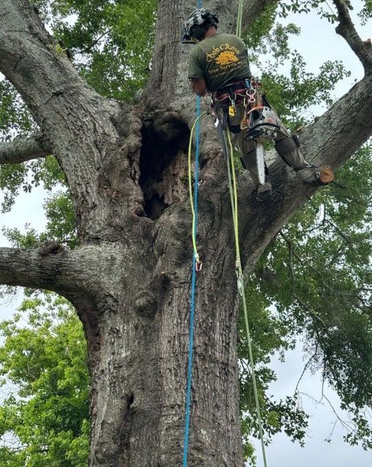 Arborist climbing a large tree with ropes and gear, working near a hollow trunk.