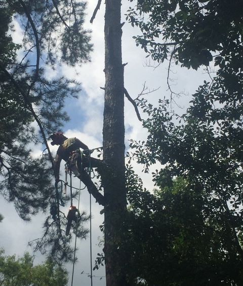 Worker trimming branches high in a tall tree amid dense forest canopy.