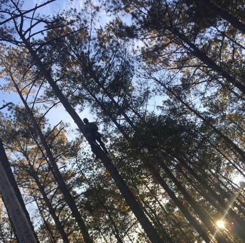 Tall pine trees silhouetted against a blue sky at sunset, with sunlight shining through the forest.