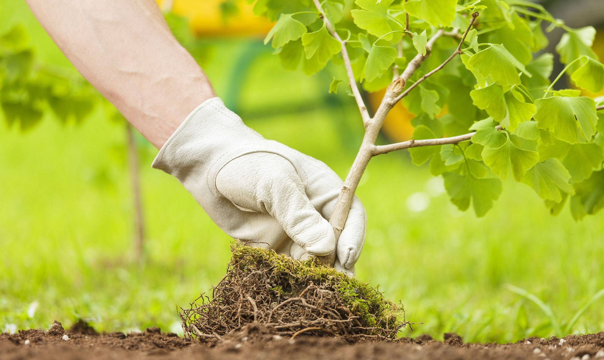Gloved hands planting a young sapling in fresh soil outdoors