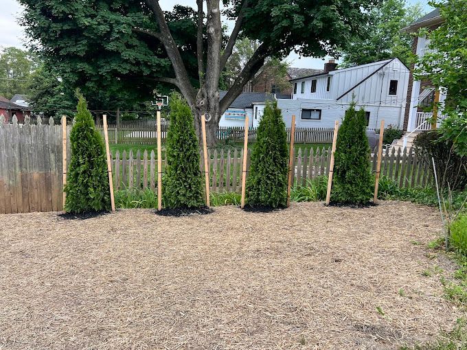 A row of trees in a yard next to a wooden fence.