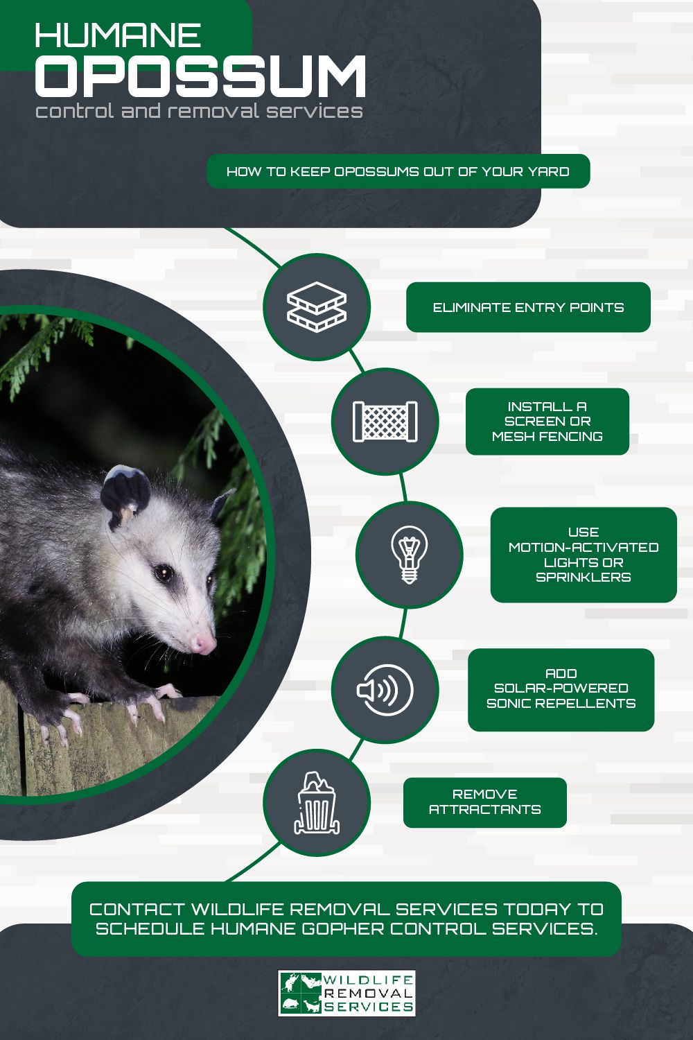 Opossum control tips