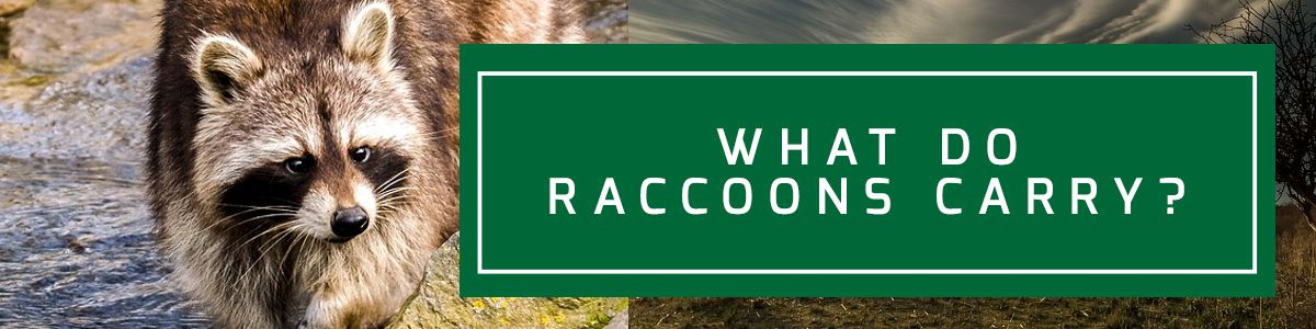 What Diseases Do Raccoons Spread