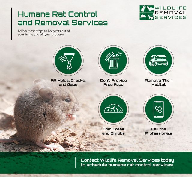 https://le-cdn.hibuwebsites.com/5f452e0f6a2f40f3a003a50922c7e967/dms3rep/multi/opt/wildlife-removal-services-content-rat-control-02-640w.jpg