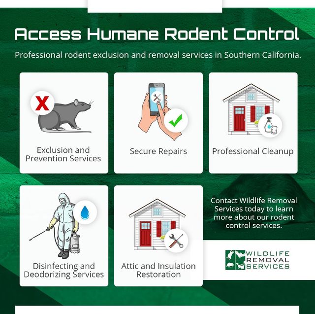 Humane Rodent Control and Removal