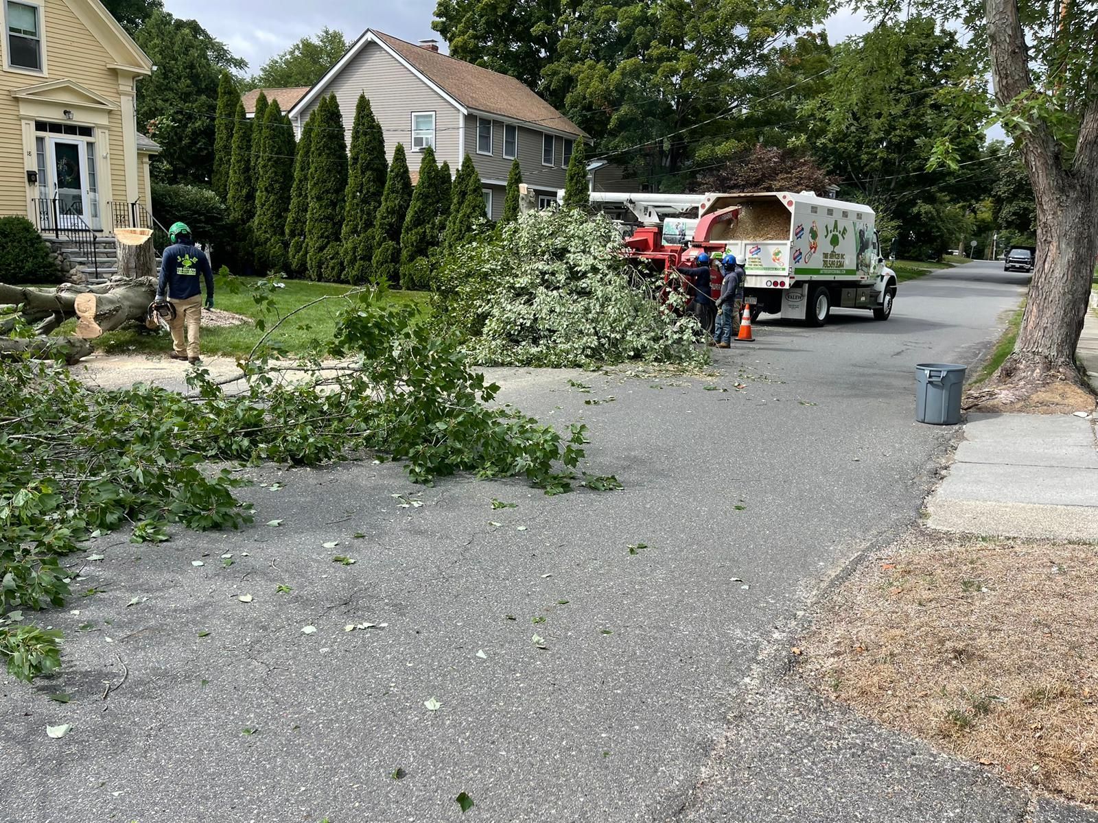 Tree service