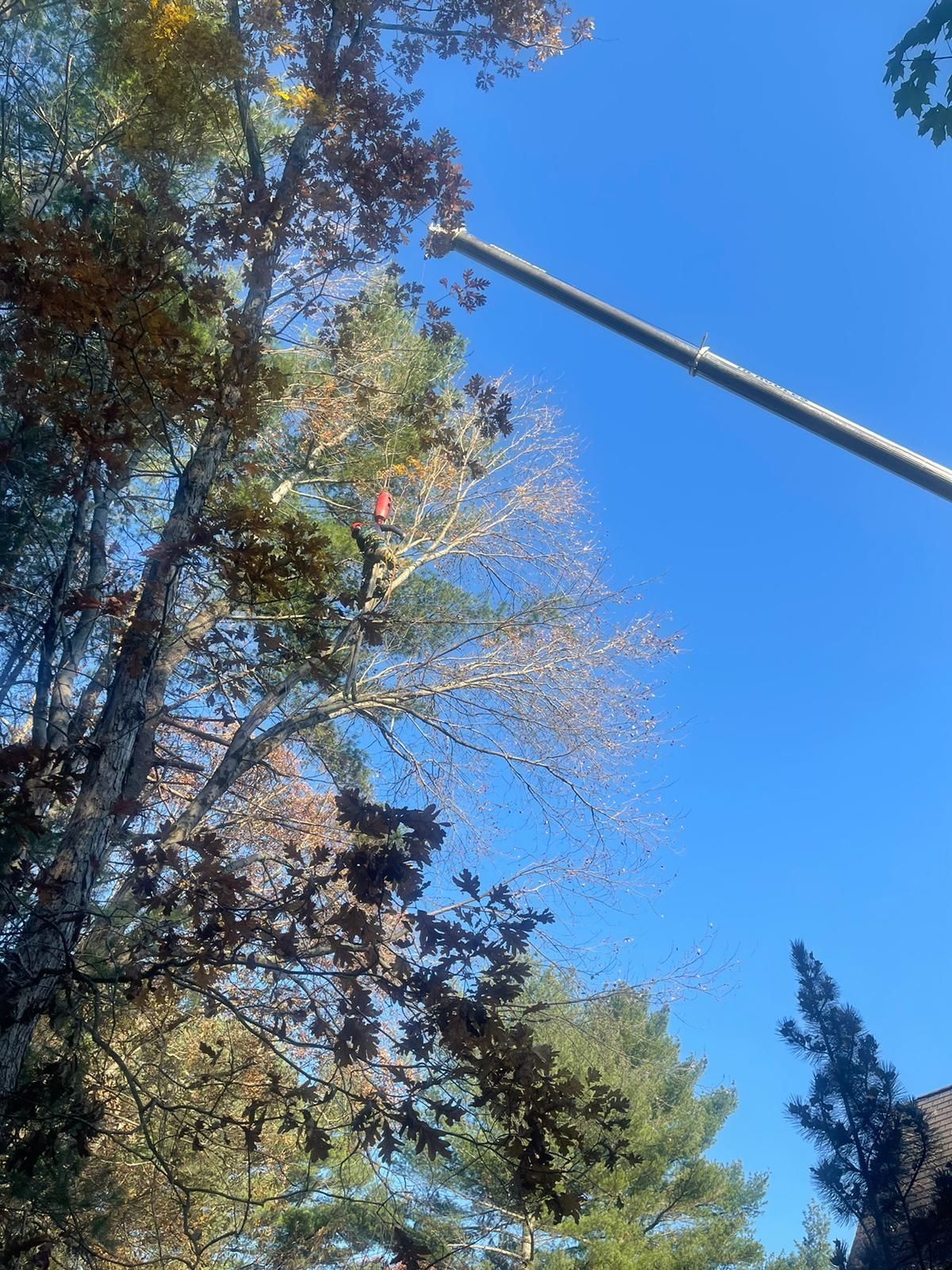 Tree service