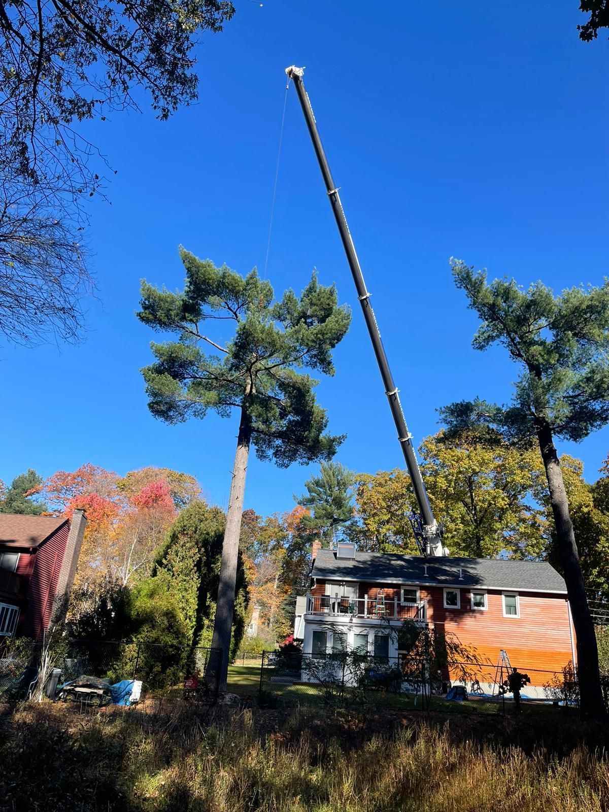 Tree service