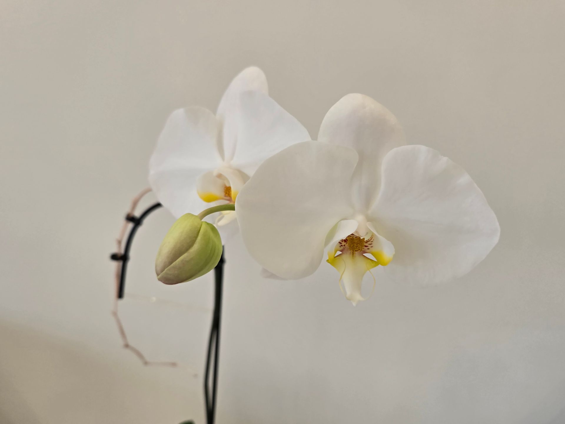 A close up of a white orchid flower with a yellow center.