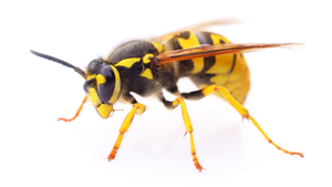 Wasp pest removal service
