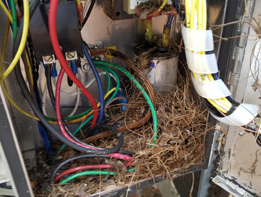 Electrical panel with tangled wires and debris inside, suggesting disrepair or rodent nest.