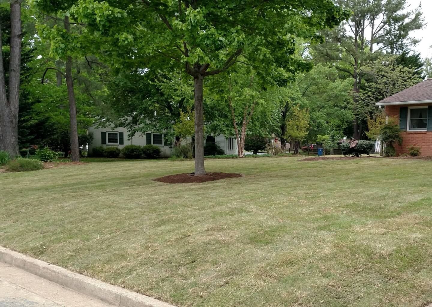 Quiet suburban lawn with trees, a curb, and houses in the background