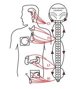 Diagram of human body showing nervous system connections to brain and spinal cord.