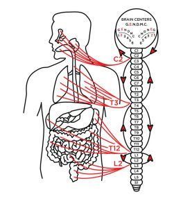 Diagram showing a human body with the central nervous system highlighted, including brain centers and spinal cord connections.
