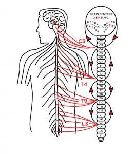 Diagram of the human nervous system; red lines show nerve pathways connected to the brain and spine.