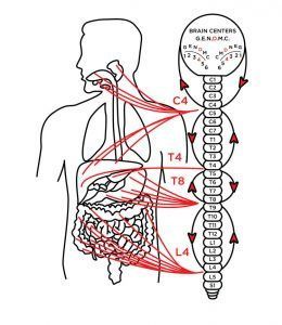 Diagram of the human nervous system; showing brain centers and spinal nerve connections to internal organs.