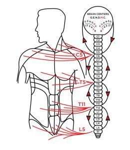 Diagram of a human figure with nervous system pathways highlighted in red, spinal cord, and brain centers.