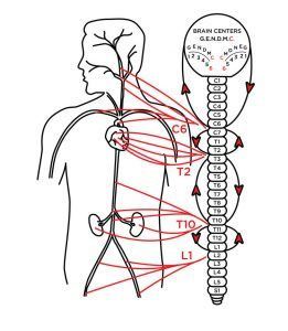 Diagram of a human body with the nervous system; brain, spinal cord, and organs highlighted.