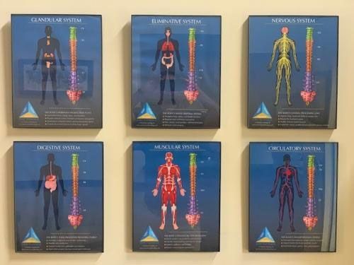 Six framed anatomical diagrams of body systems, including skeletal, nervous, muscular, and circulatory systems.