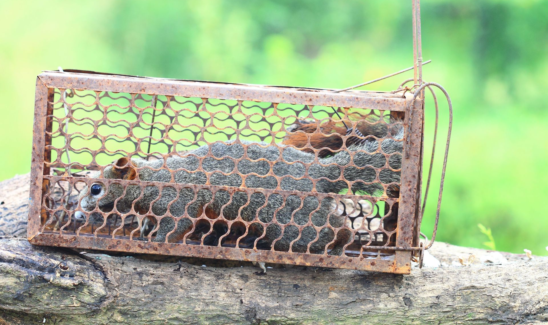 Advantage Pest Control Services LLC