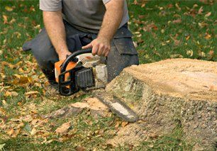 Learn more about Tree services Stump removal