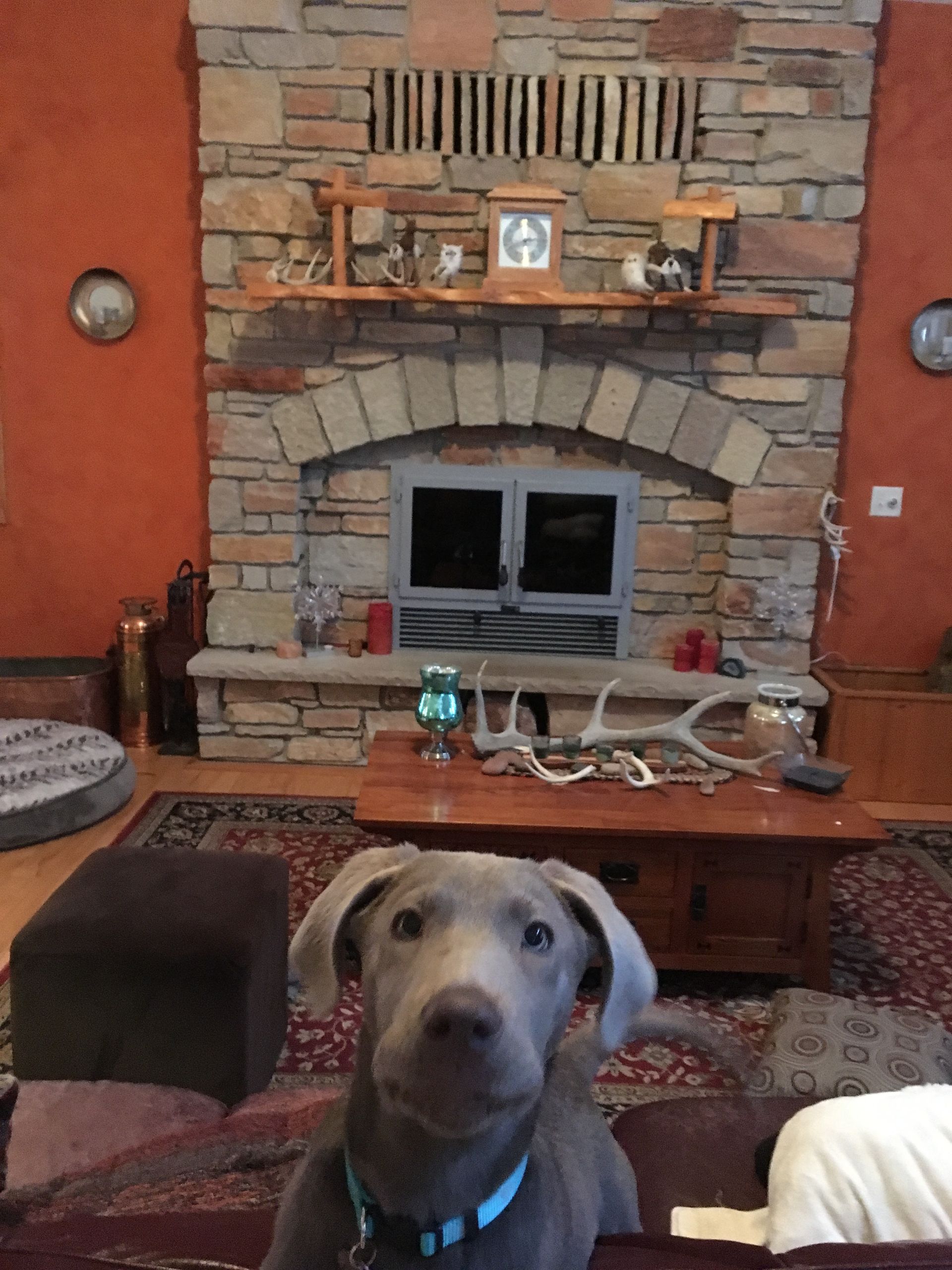 Dog and fireplace