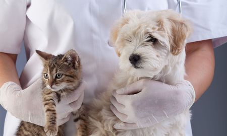 a veterinarian is holding a puppy and a kitten