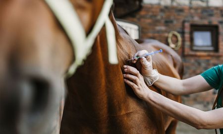 a veterinarian is giving a horse an injection