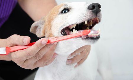 a person is brushing a dog's teeth with a red toothbrush