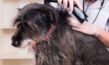 a veterinarian is examining a dog with a magnifying glass