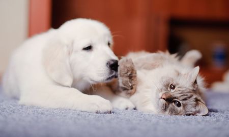 a puppy is licking a cat on the floor