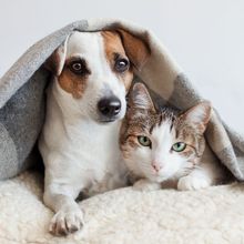 a dog and a cat are laying under a blanket