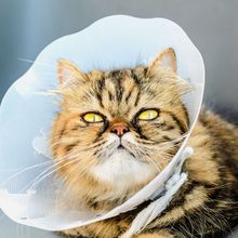 a cat is wearing a plastic cone around its neck