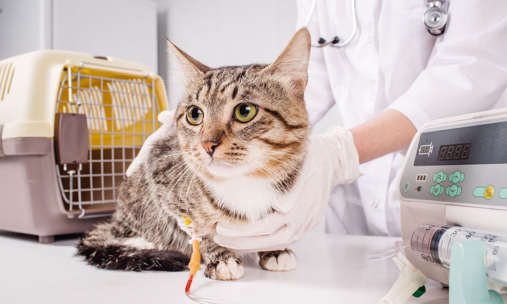 Animal Care Falconer Veterinary Clinic Falconer, NY