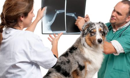 a dog is being examined by a veterinarian and a nurse