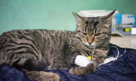 a cat is laying on a bed with an iv in its arm