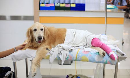 a dog with a pink cast on its leg is laying on a table in a hospital