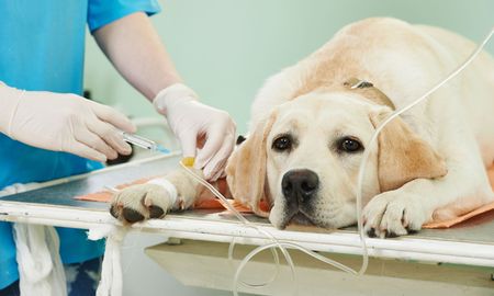 a dog is laying on a table getting an injection from a veterinarian