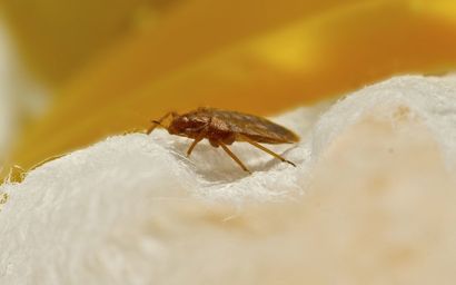 Apartment Bed Bug Treatment Nyc