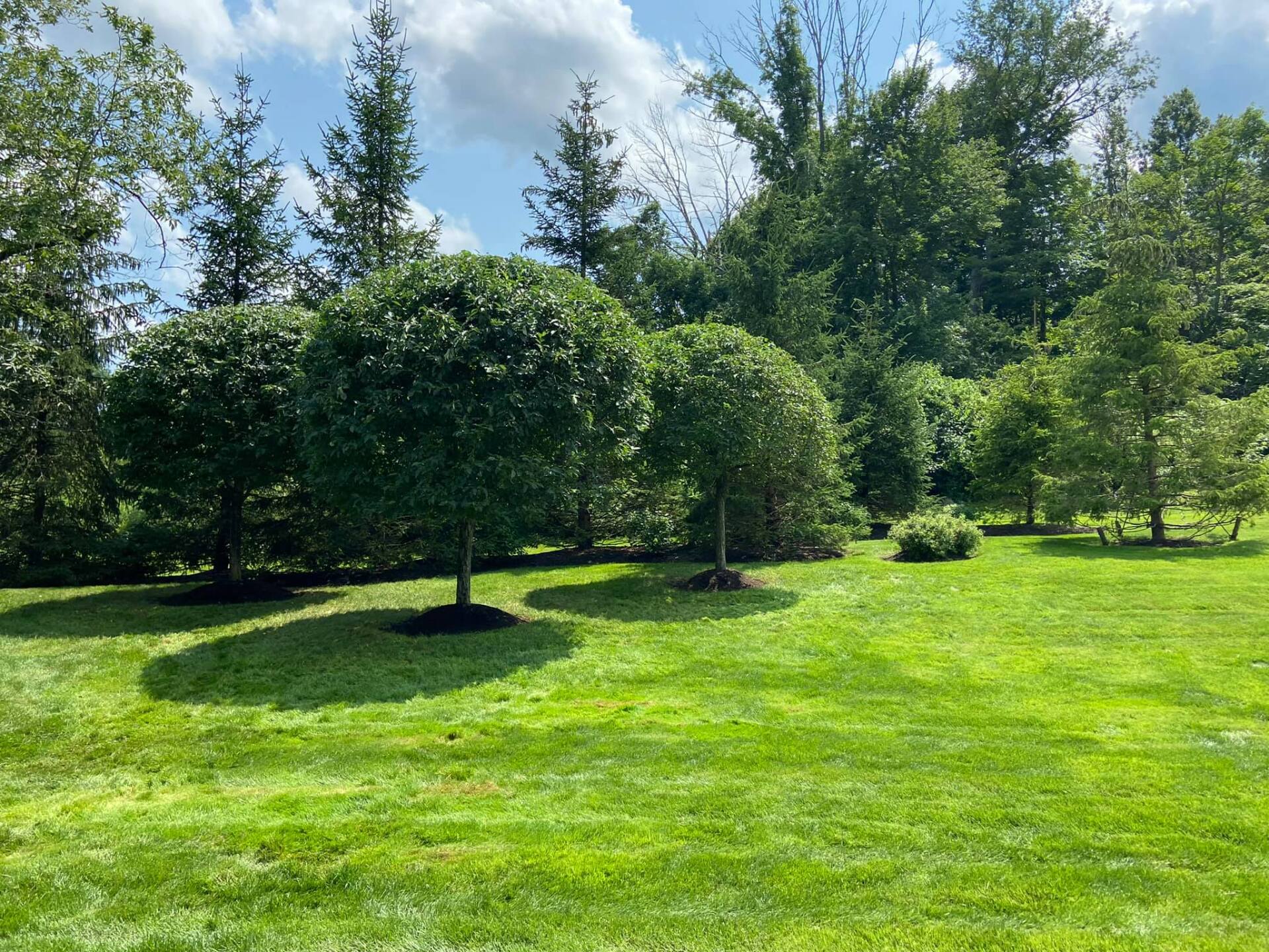 EverGreen Lawn & Landscape recent project