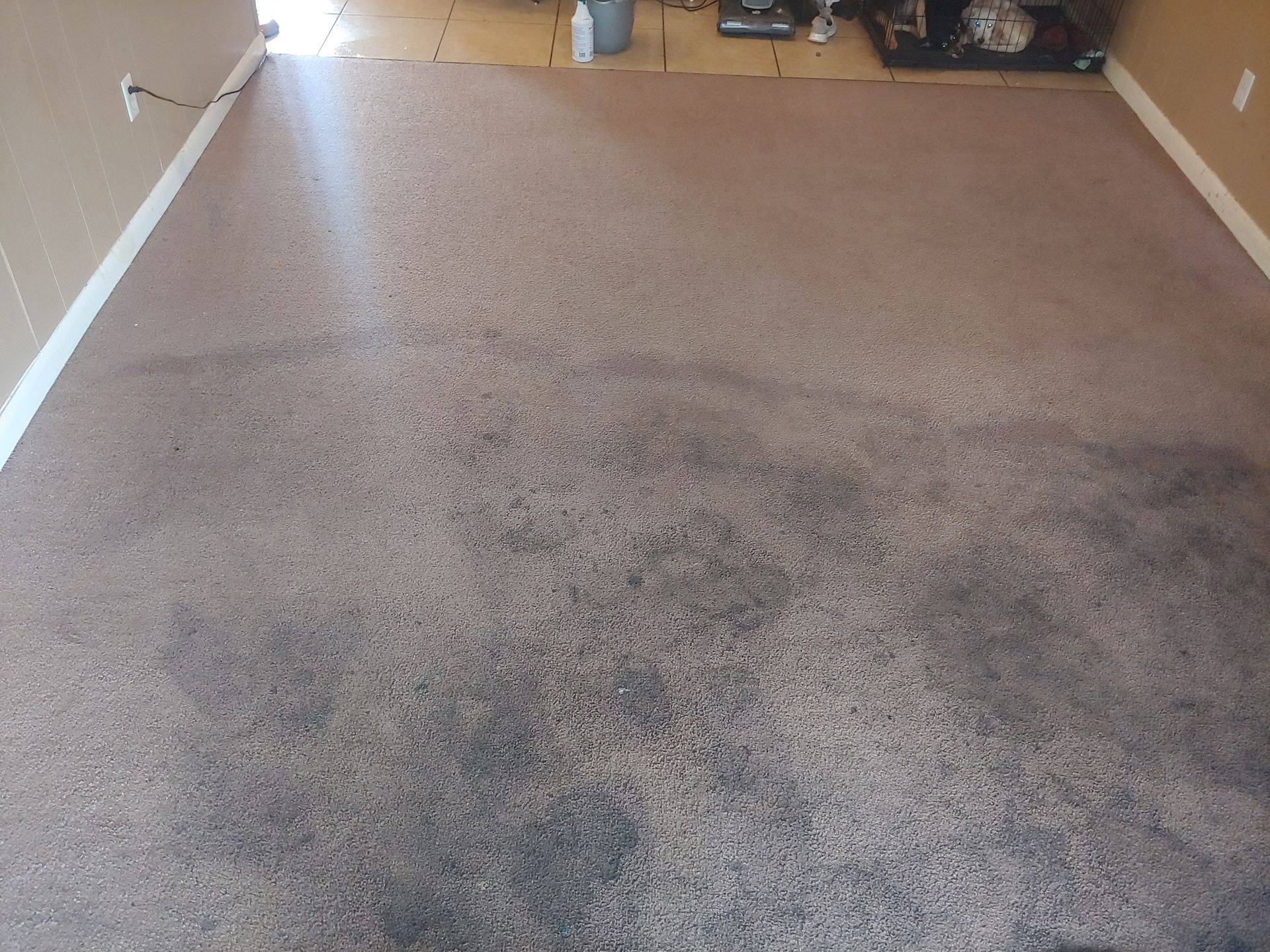 Beige carpet with dark stains in a room with beige walls and white baseboards.