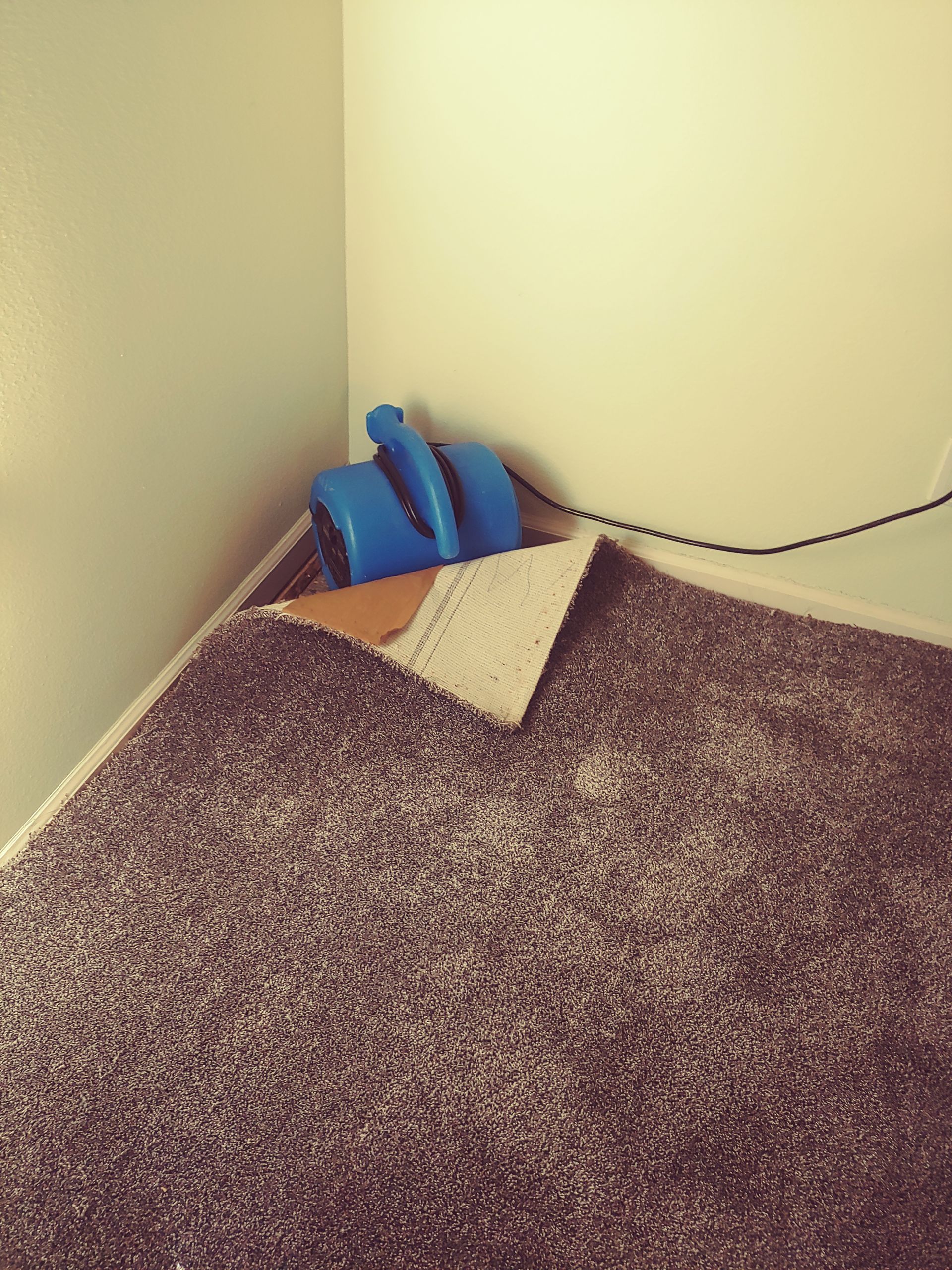 Corner of a room with a brown carpet, a blue object, and a beige wall.