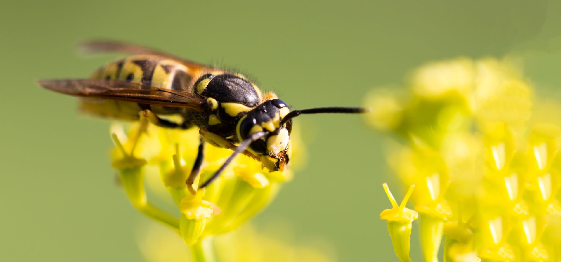 Wasps