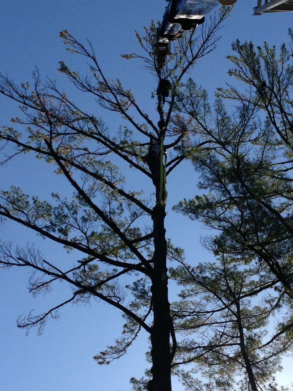 starting tree removal