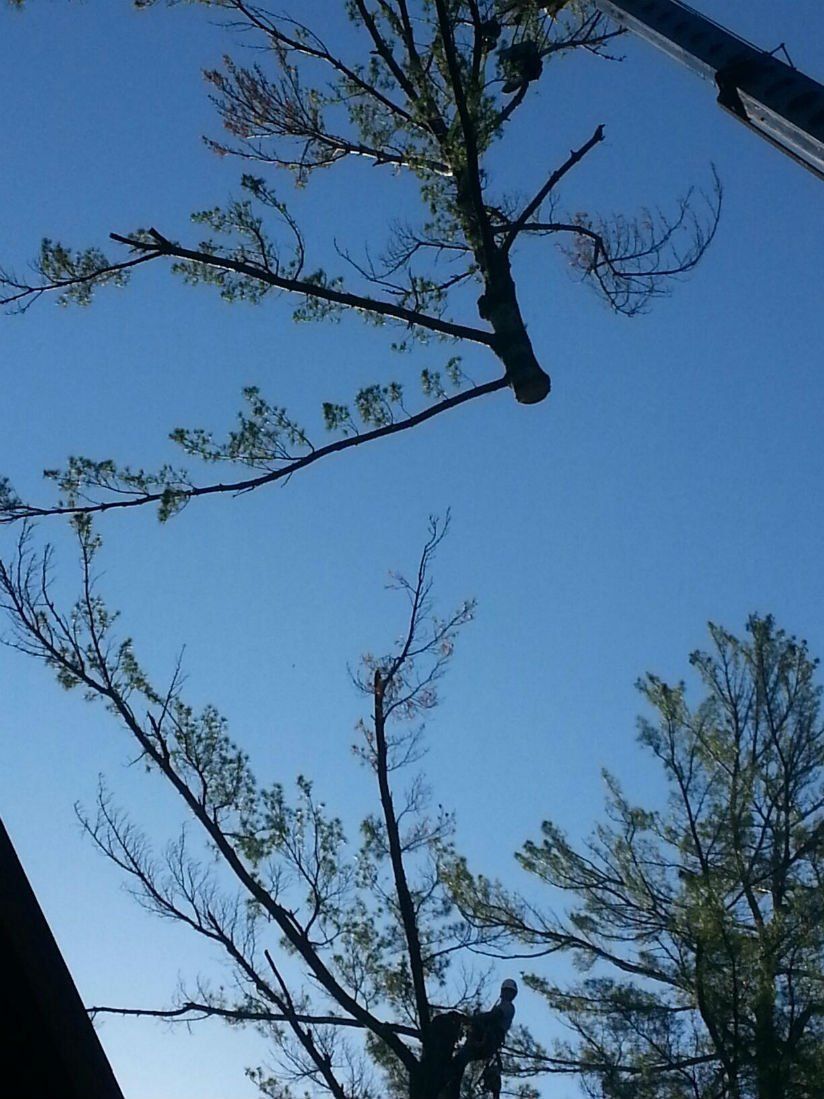 removing top of tree