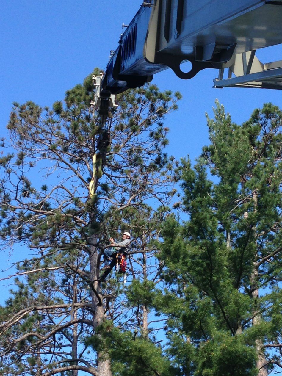 Crane Tree Removal