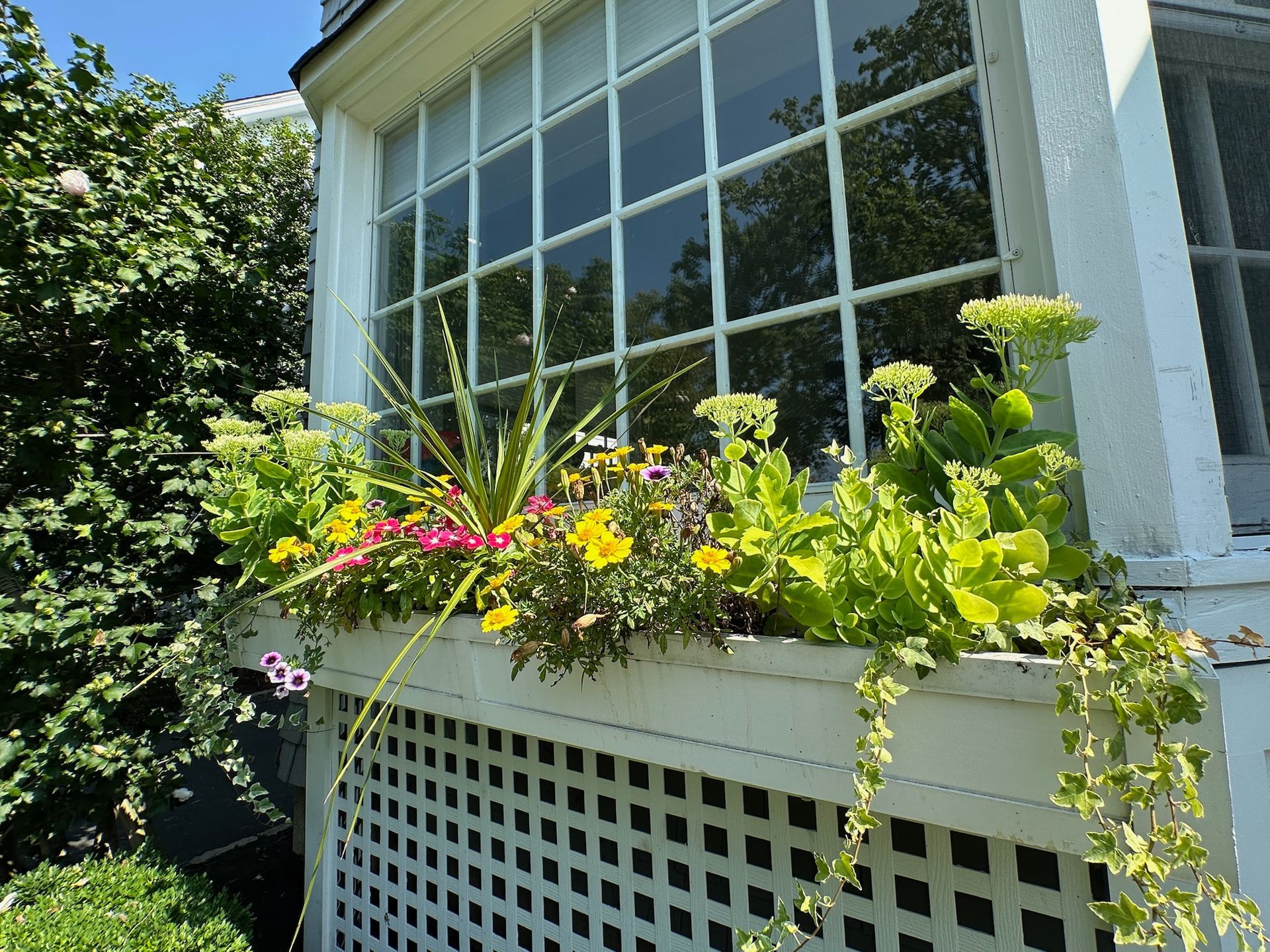 Window box with blooming yellow and pink flowers, white trellis, and green foliage.